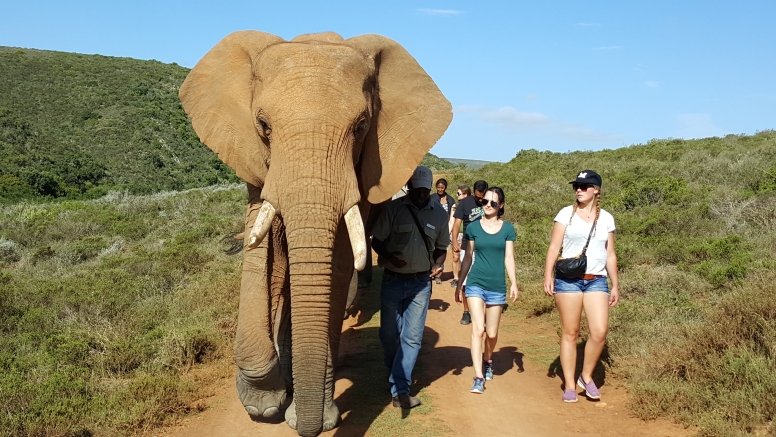 Elephant Walk and Interaction Mossel bay image 1