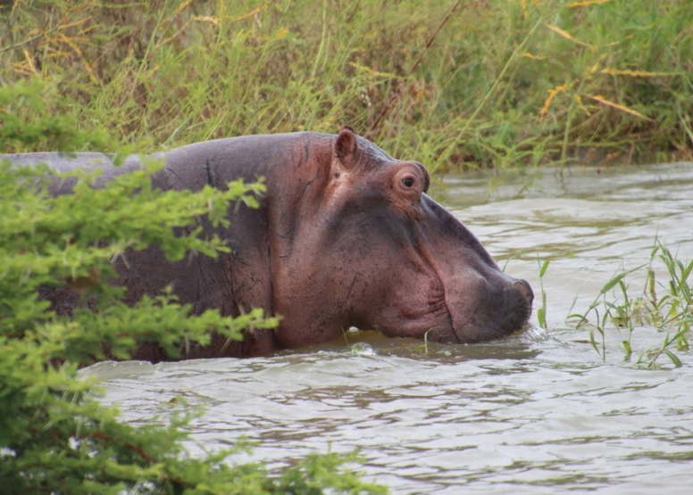 iSimangaliso Wetland Park Full day Beach and Bush Safari image 5