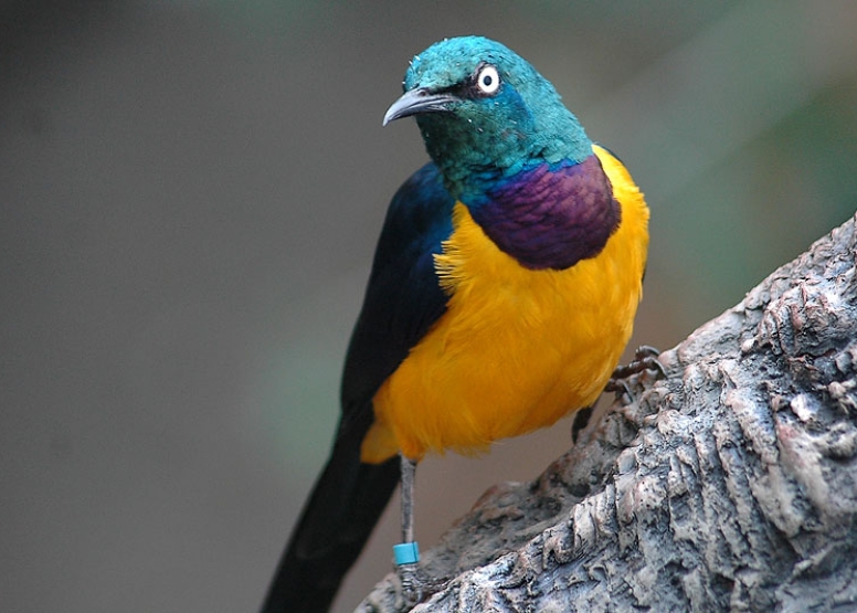 Birds of Eden and Jukani Wildlife Sanctuary image 9