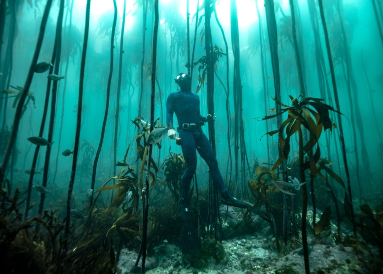 Great African Sea Forest Single Scuba Dive Boat Entry image 5