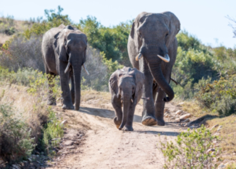 Sundowner Guided Game Drives image 6