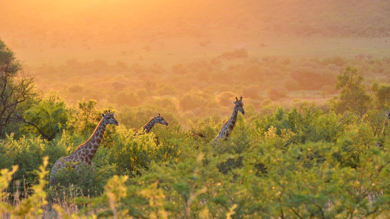 Scheduled Game Drive Sun City image 3