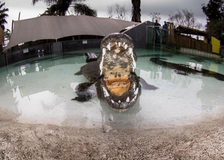 Crocodile Cage Dive image 3