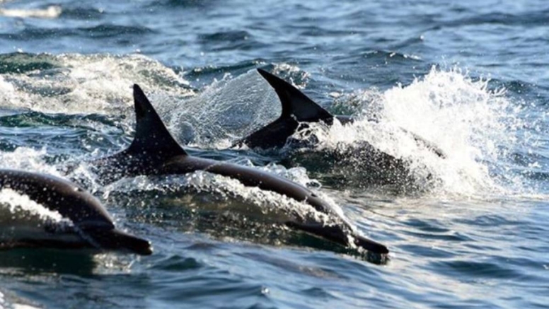 Knysna Eco Marine Boat Trip image 1