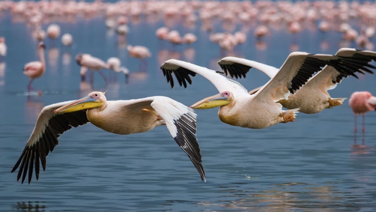Mkuze River Bird Walk image 2