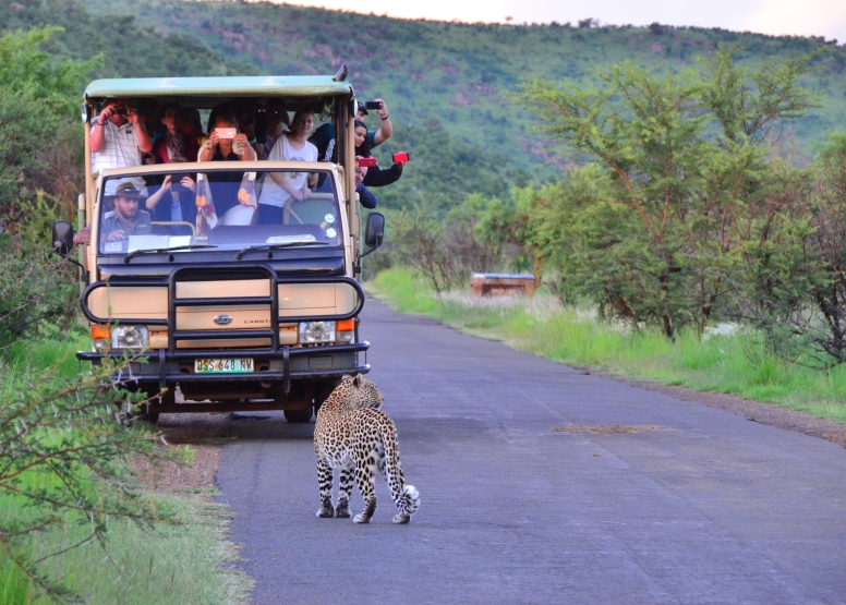 Scheduled Game Drive Sun City image 1