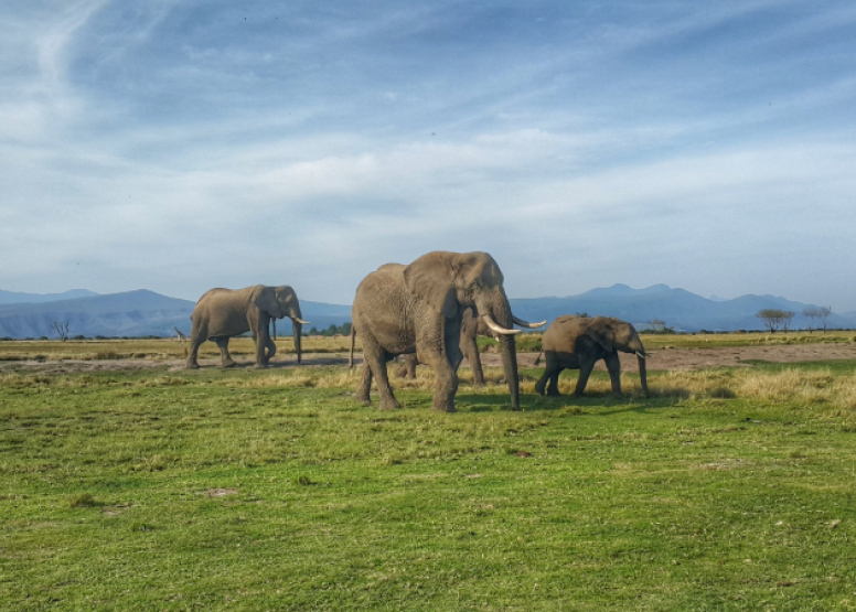 2 Hour Game Drive image 8