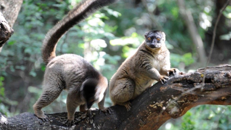 Harties Monkey Sanctuary Tour image 1