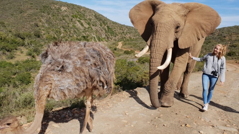 Elephant Walk and Interaction Mossel bay image 2