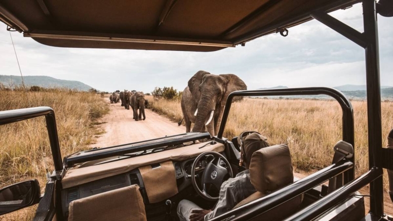 Afternoon KNP Open Vehicle Safaris image 9 Afternoon KNP Open Vehicle Safaris image 9