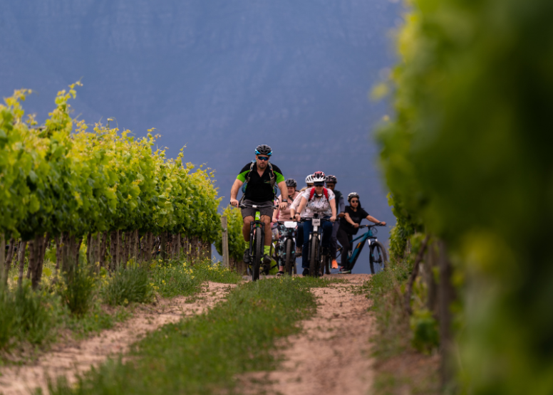 Stellenbosch Vineyard Meander image 3