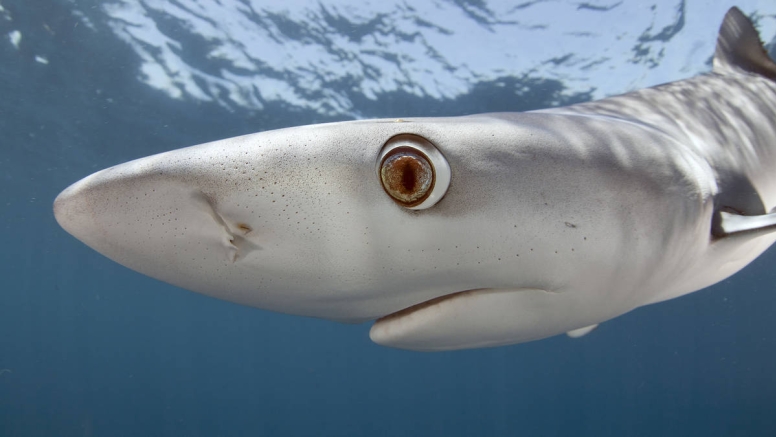 Shark Cage Diving Cape Town image 10