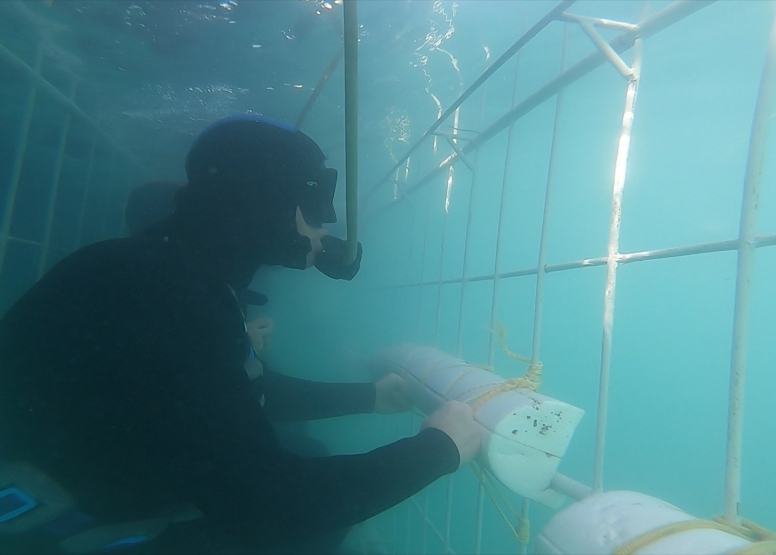 Shark Cage Diving in Gansbaai with White Shark Diving Company image 6