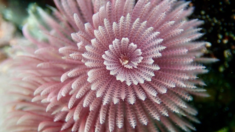 Snorkel Cape Town's Stunning Tidal Pools image 14