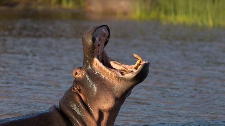 iSimangaliso Park Bush & Boat Safari image 6