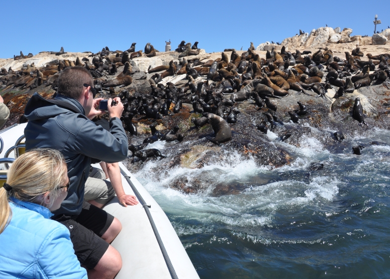 Seal Island Cruise image 4