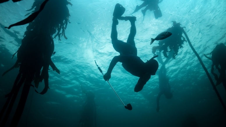 Freedive or snorkel with Seals Simon's Town image 7