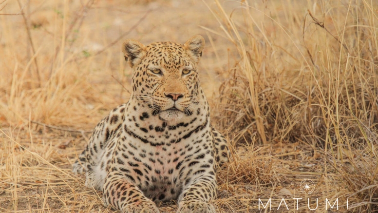 Big 5 Afternoon Safari image 1