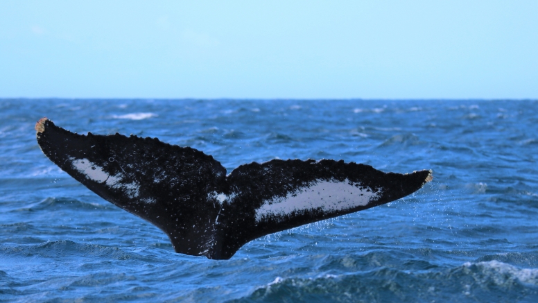Whale & Dolphin Watching image 7
