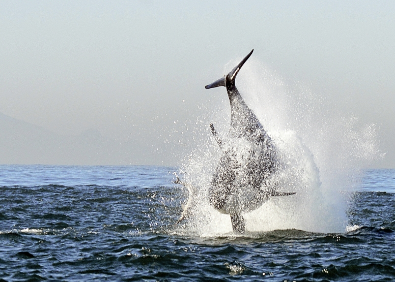 Cape Town Whale Watching Trip image 14