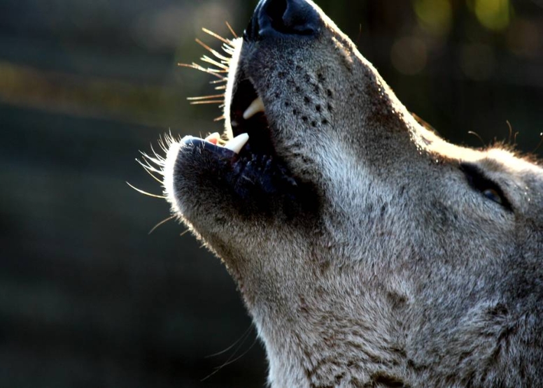 Tsitsikamma Wolf Sanctuary image 1