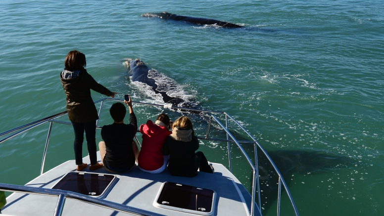 Cape Town Whale Watching Trip image 10