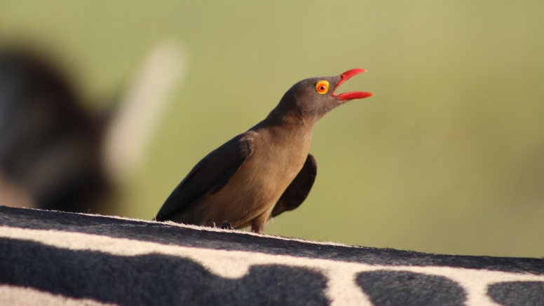 Exclusive Kruger National Park Full Day Safari with Brunch image 16