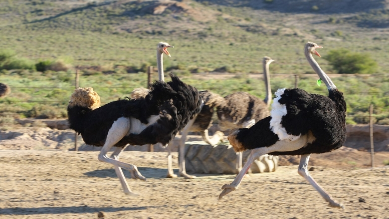 Traditional Ostrich Tour image 1