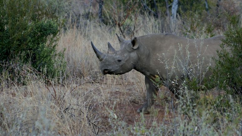 Private Game Drive Sun City - 25 Seater image 6