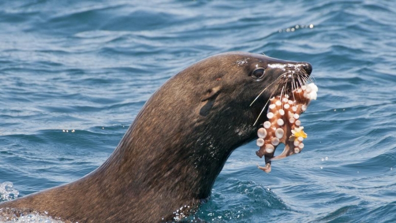 Combo Marine Wildlife Cruise + Winelands pm Tour image 1