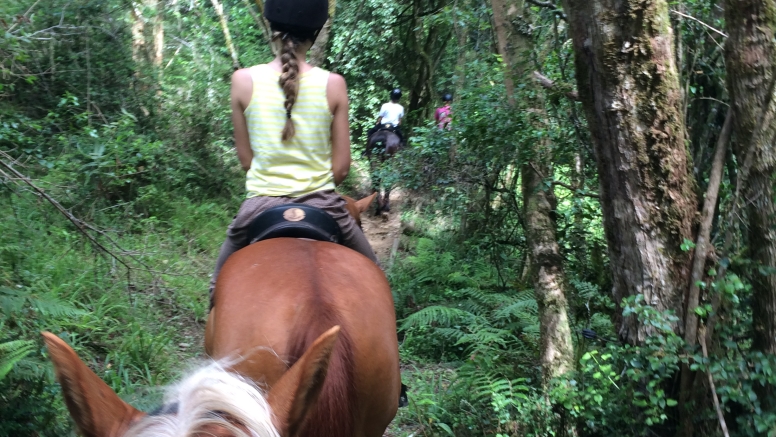 2 Hour Fynbos River Horse Ride image 2