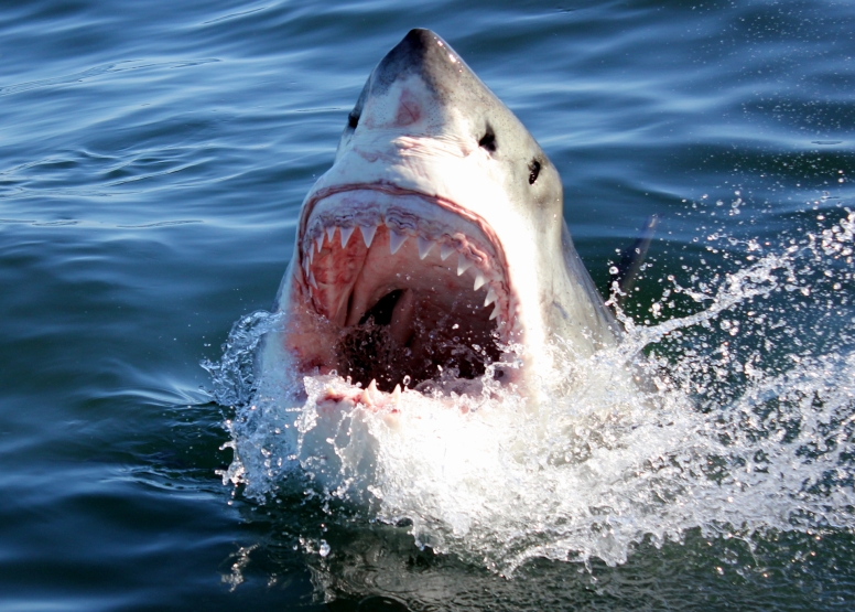 Shark Cage Diving Gansbaai - South African Special image 5