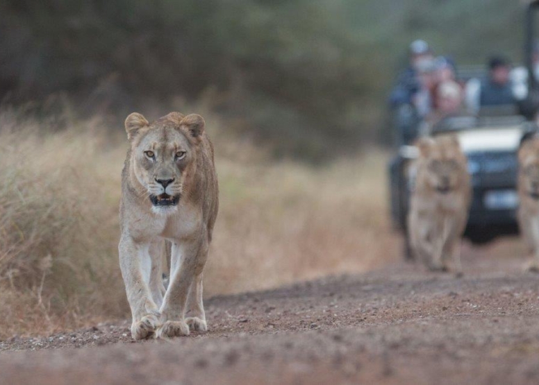 Manyoni Safari Drive (3-4 hrs) image 1