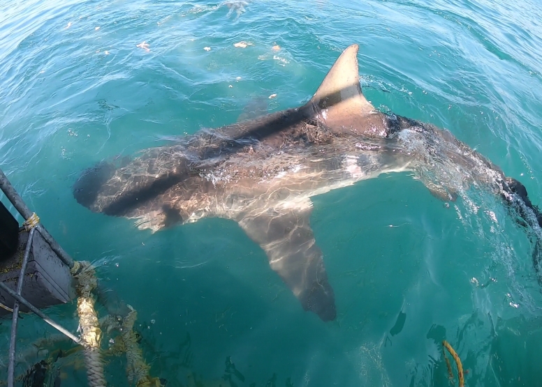 Gansbaai Shark Cage Diving Tour image 13