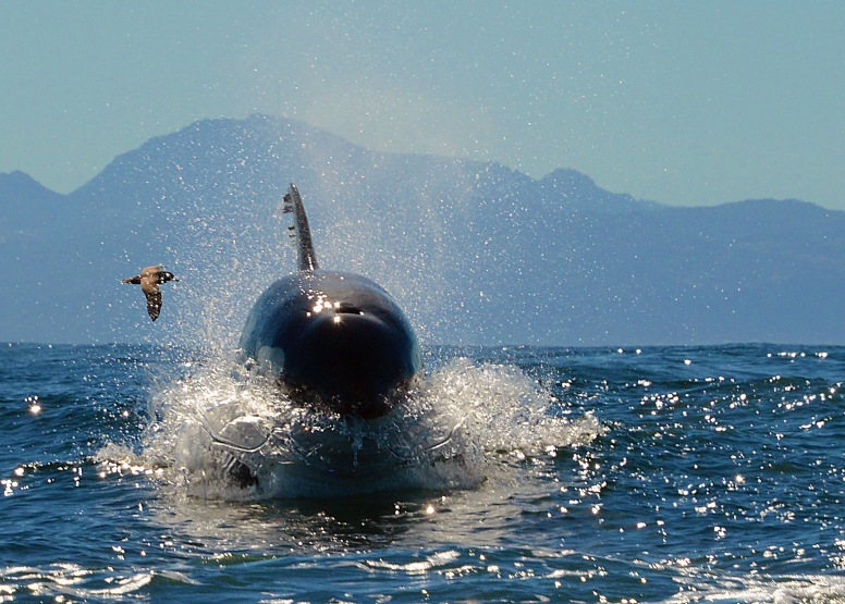 Cape Town Whale Watching Trip image 2