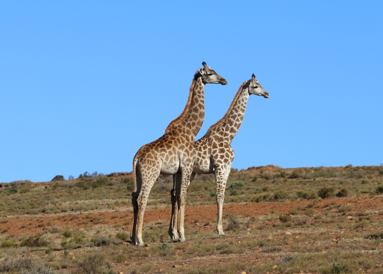 GAME DRIVE SUNRISE / SUNDOWNER image 7