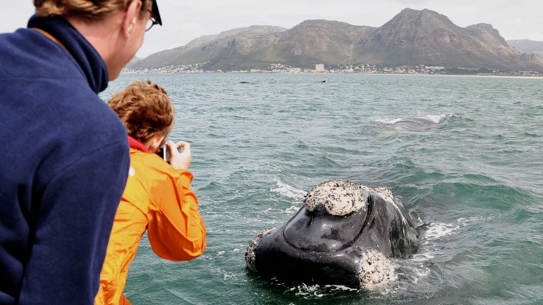 Cape Town Whale Watching Trip image 15