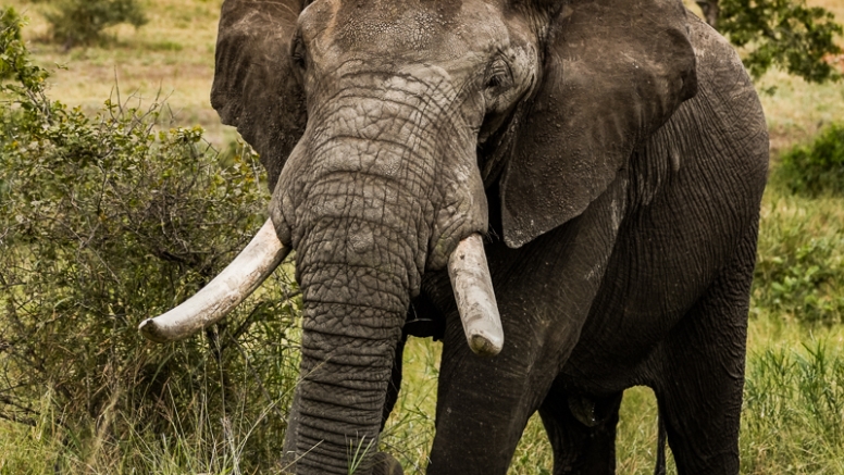 Full Day Kruger Safari image 3