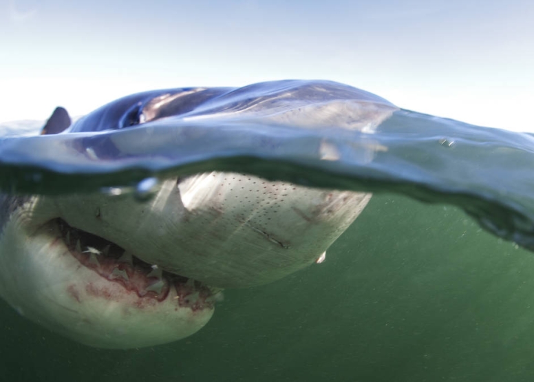 Shark Cage Diving Cape Town image 7