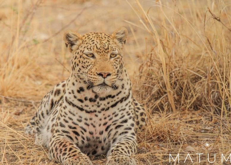 Big 5 Afternoon Safari image 1