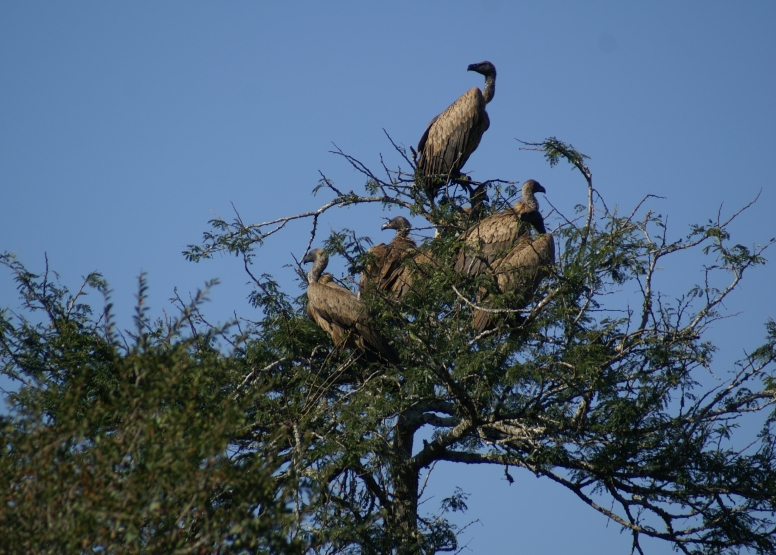 Mkuze River Bird Walk image 4