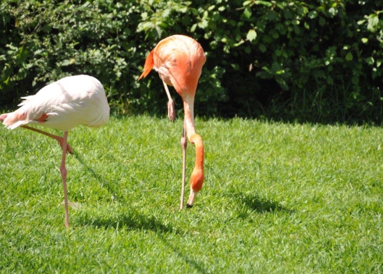 Birds of Eden and Jukani Wildlife Sanctuary image 4