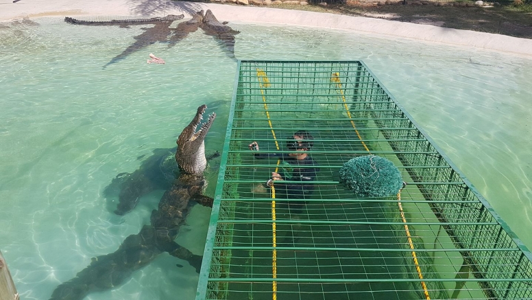 Crocodile Cage Dive image 1