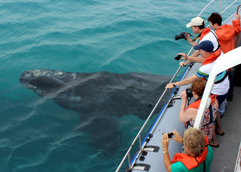 Marine Big 5 Tour Gansbaai with return transfer from Cape Town image 4