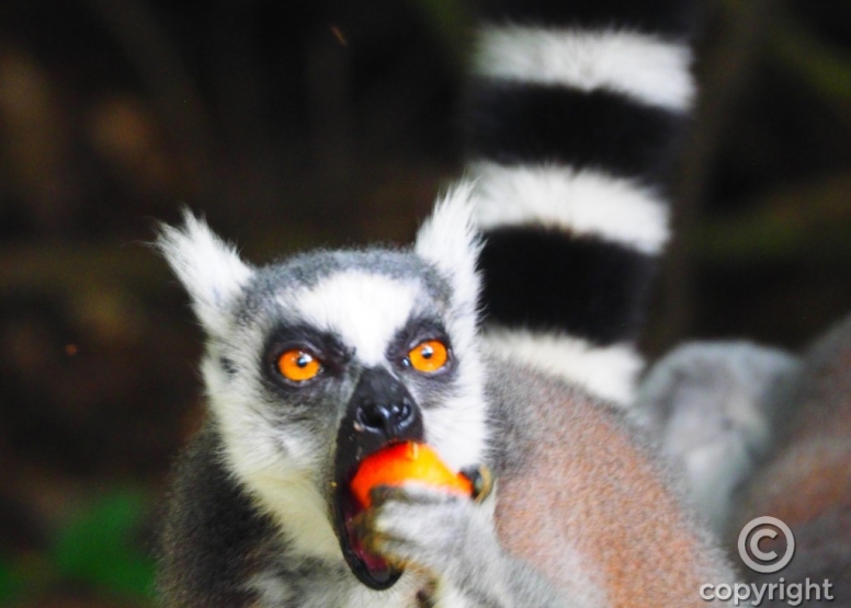 The Hidden Forest Wildlife Sanctuary image 10