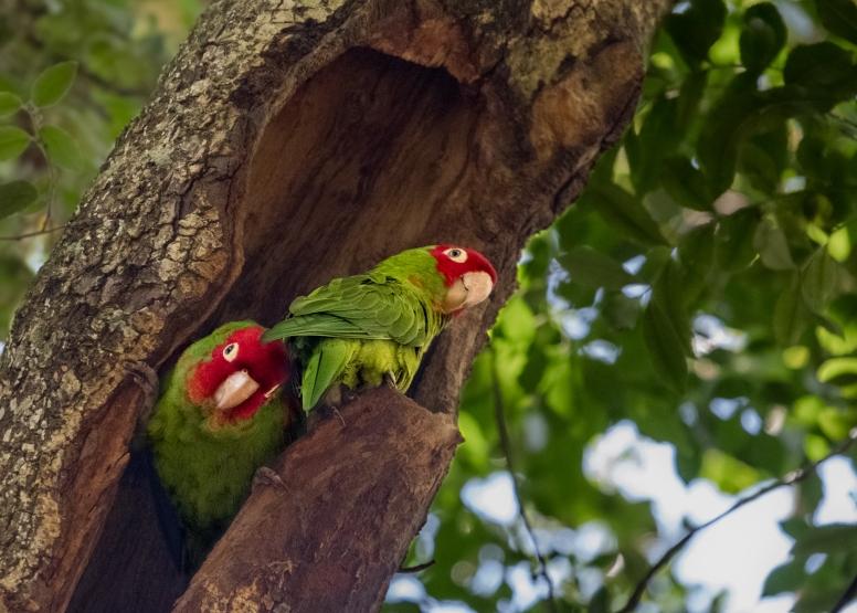 Monkeyland, Birds of Eden & Jukani image 5