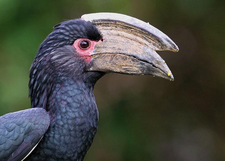 Mkuze River Bird Walk image 5