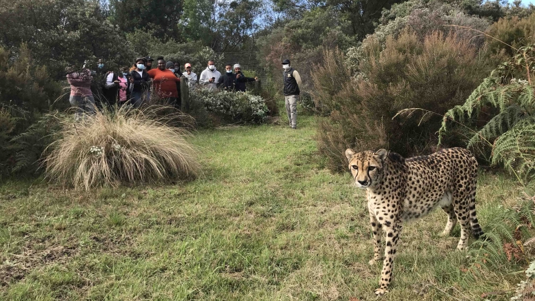 Wild Cat Experience image 12