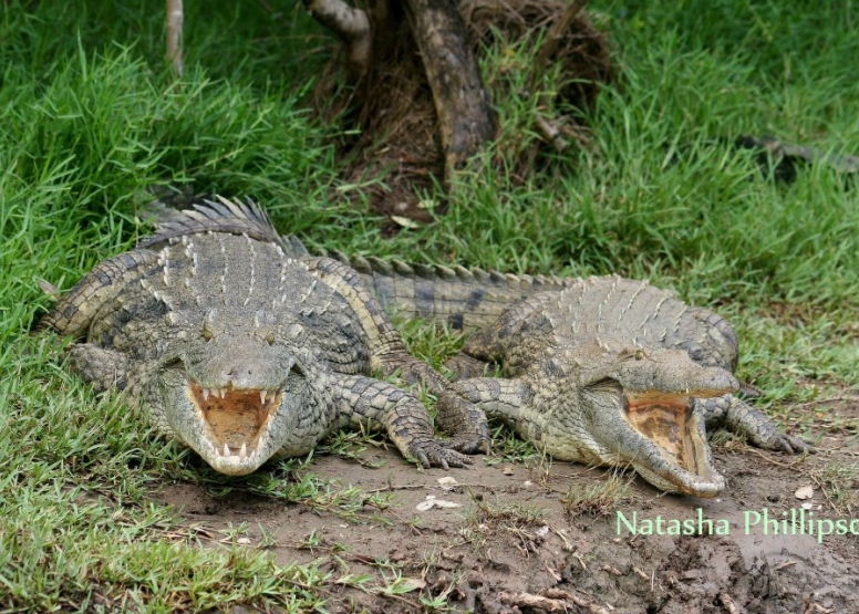 Hippo & Croc Boat Cruise image 3