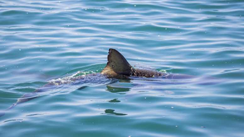 Gansbaai Shark Cage Diving Tour image 5